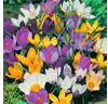 Free Flowers